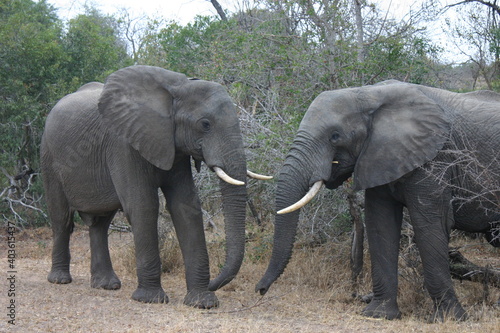 african elephant in the wild