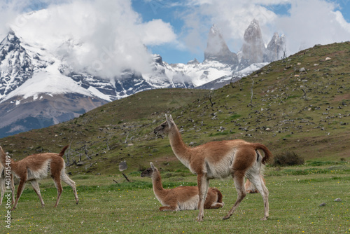 Torres del Paine, Patagonia, Chile