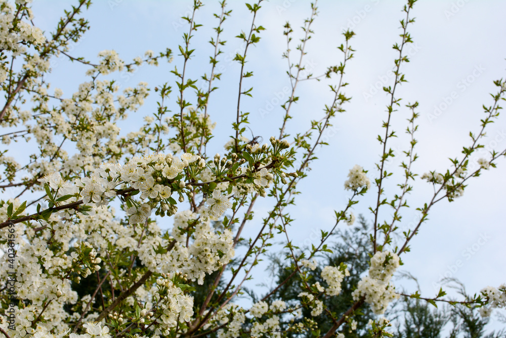 Blossoming cherry flowering branch in garden Blossoming cherry flowering branch in garden