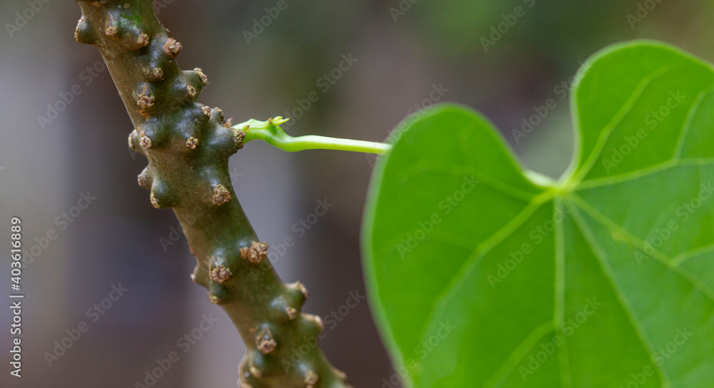 Fototapeta premium Fresh green heart-shaped leaves