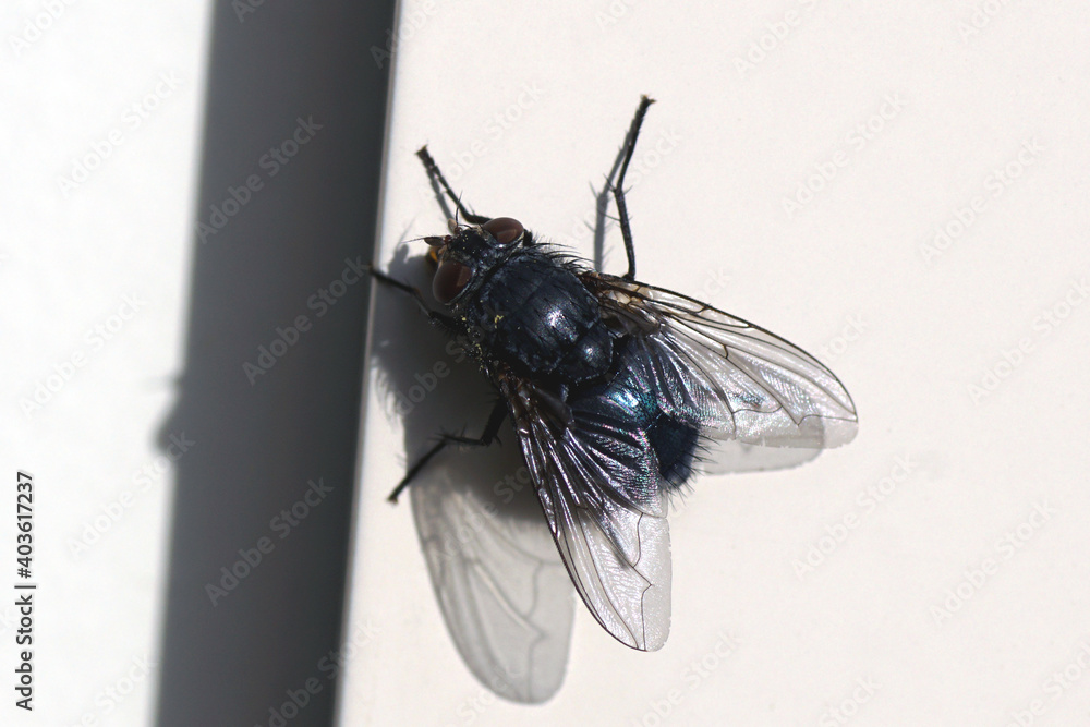 Obraz premium Calliphora vicina a fly in the family blow flies (Calliphoridae). Female on the white background of a frame in a Dutch garden. Autumn, Netherlands October