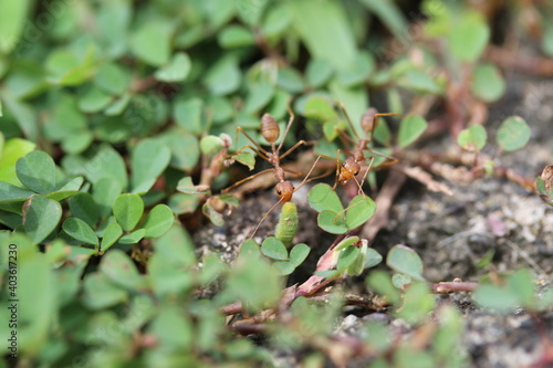 weaver ants carry green caterpillars back the leaf