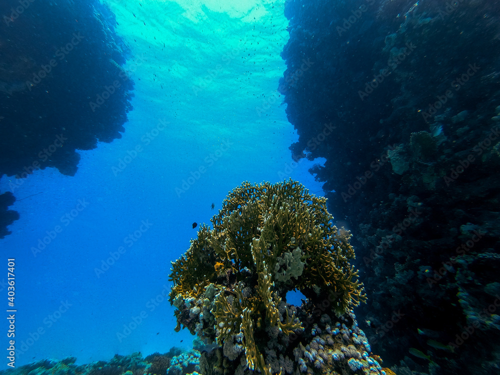 Unterwasseraufnahme zwischen zwei Korallenriffen in Ägypten, Hurghada