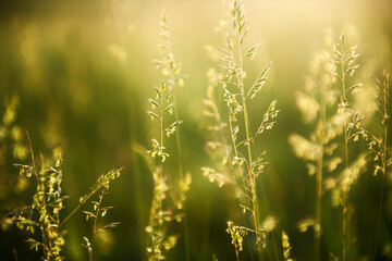 Green grass in a forest at sunset. Macro image, shallow depth of field. Summer nature background.