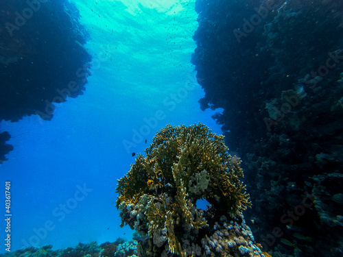 Unterwasseraufnahme zwischen zwei Korallenriffen in   gypten  Hurghada