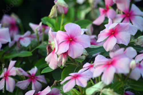  Beautiful flowers on beautiful blurred background Delicate floral background  soft focus selection.