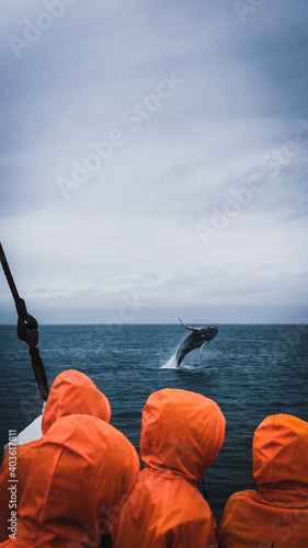 Humpback whale jumping in Iceland 