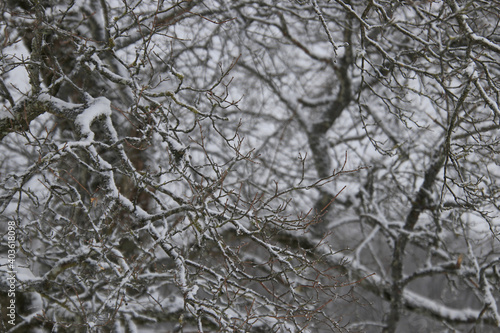 branches of a tree with hoarfrost and snow © Africa2008