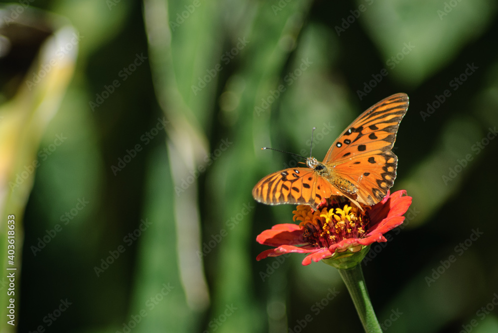 Obraz premium Butterfly