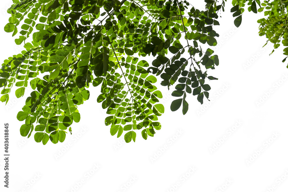 Fototapeta premium Photos of Leaves on white background