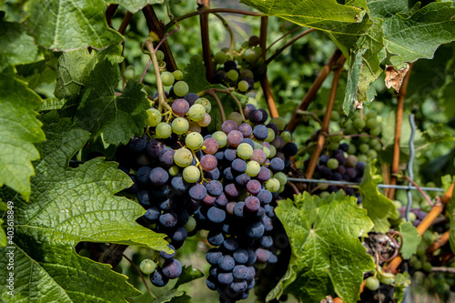 Weintrauben mitten in einem Weinberg photo