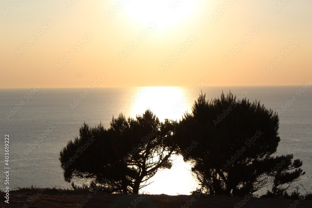 silhouettes of a couple of trees on the background of the sunset on the sea, a sunny path on the water 