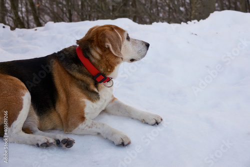 old and fat beagle dog, lying on the snow