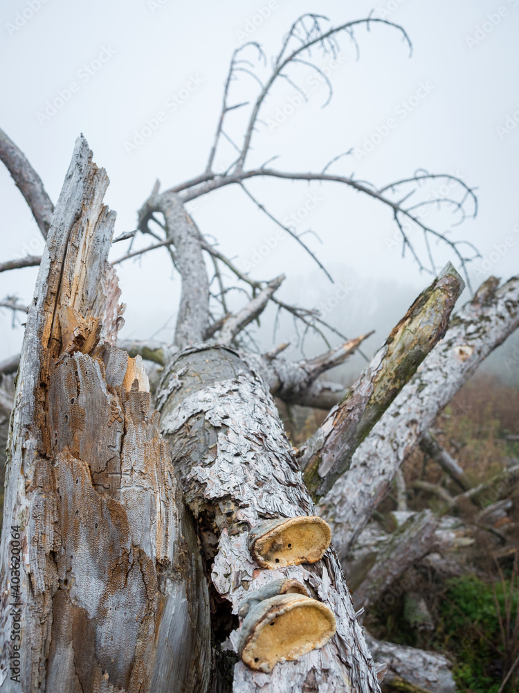 By Wind overturned tree with fungus and foggy weather