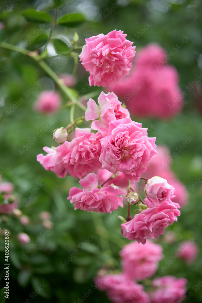 Fototapeta premium Branch of pink rose bush - foliage