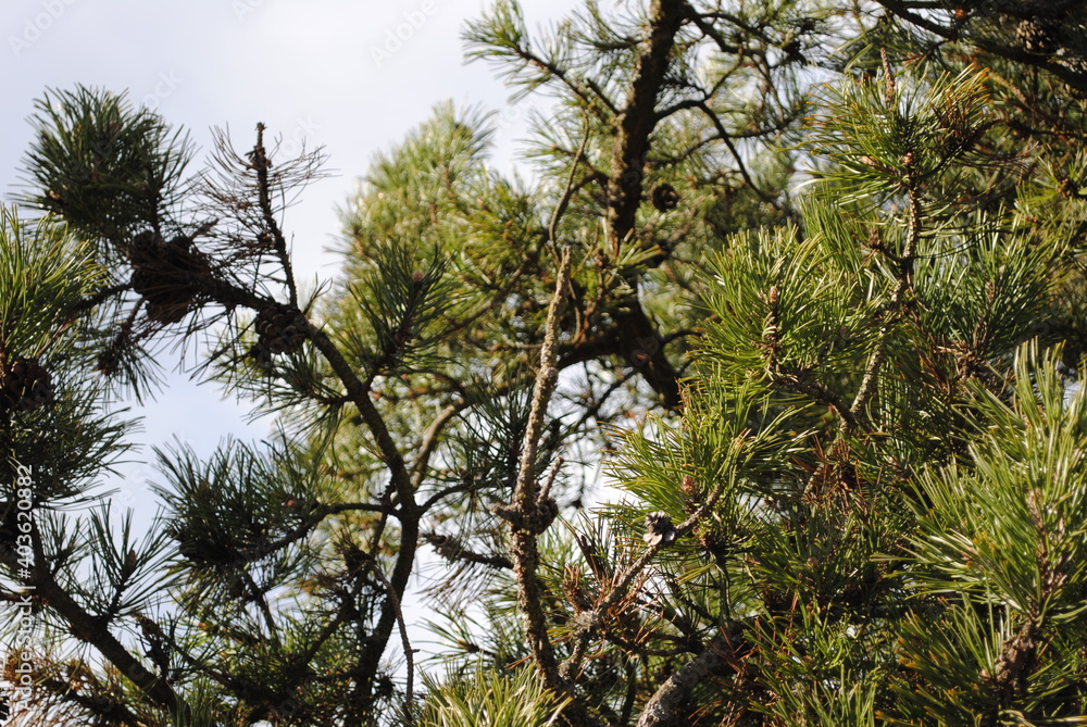 Fototapeta premium Pinus rigida
