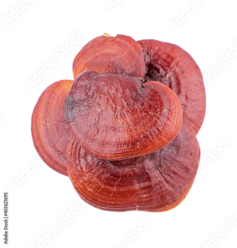 Lingzhi Mushroom Ganoderma Lucidum Isolated on white background