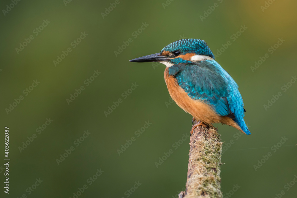 Eisvogel (Alcedo atthis) Eisvogel (Alcedo atthis)