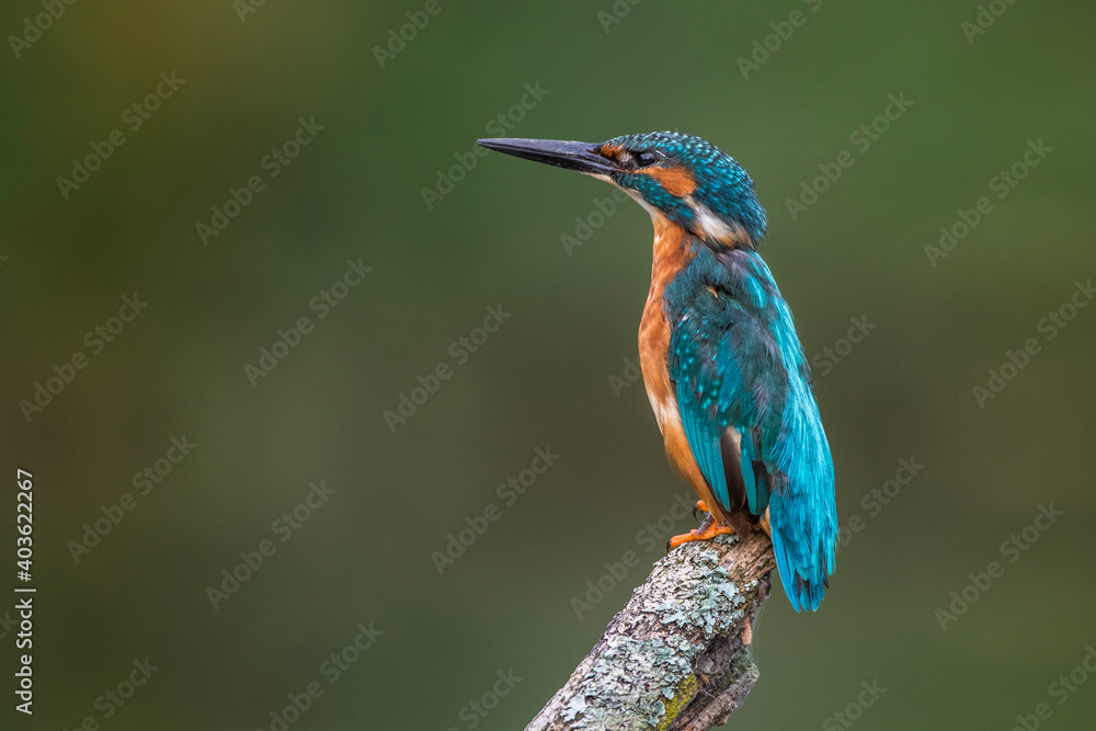 Fototapeta premium Eisvogel (Alcedo atthis)