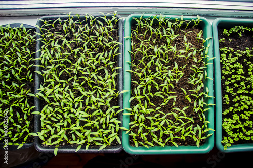 Macro of pepper seedlings ready for plant.selectiv focus photo