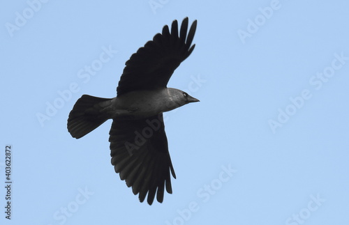 Jackdaw in flight background, Corvus monedula © dule964