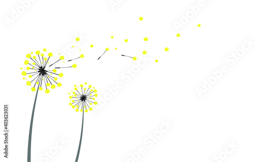 
two yellow dandelions on a white background in the wind. Space for copy space and greeting card. Vector graphics