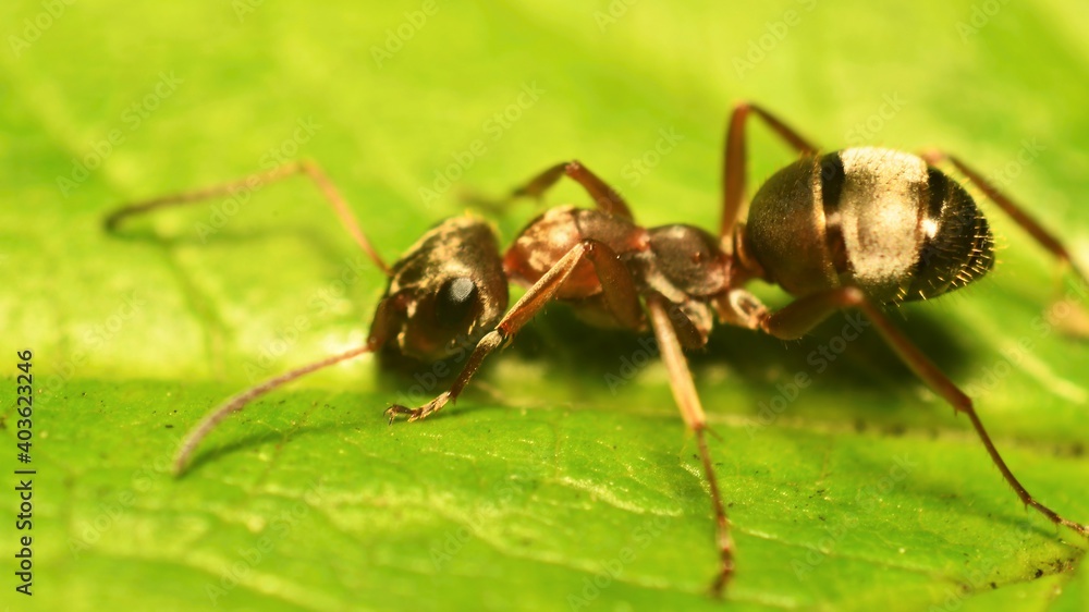 Red ant is drinking water from leave Red ant is drinking water from leave