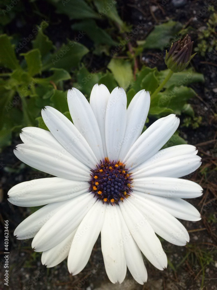 One single white daisy with purple center and yellow dots One single white daisy with purple center and yellow dots