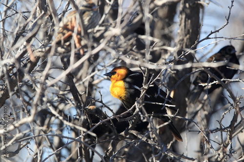 yellow-headed blackbird (Xanthocephalus xanthocephalus) New Mexico USA photo