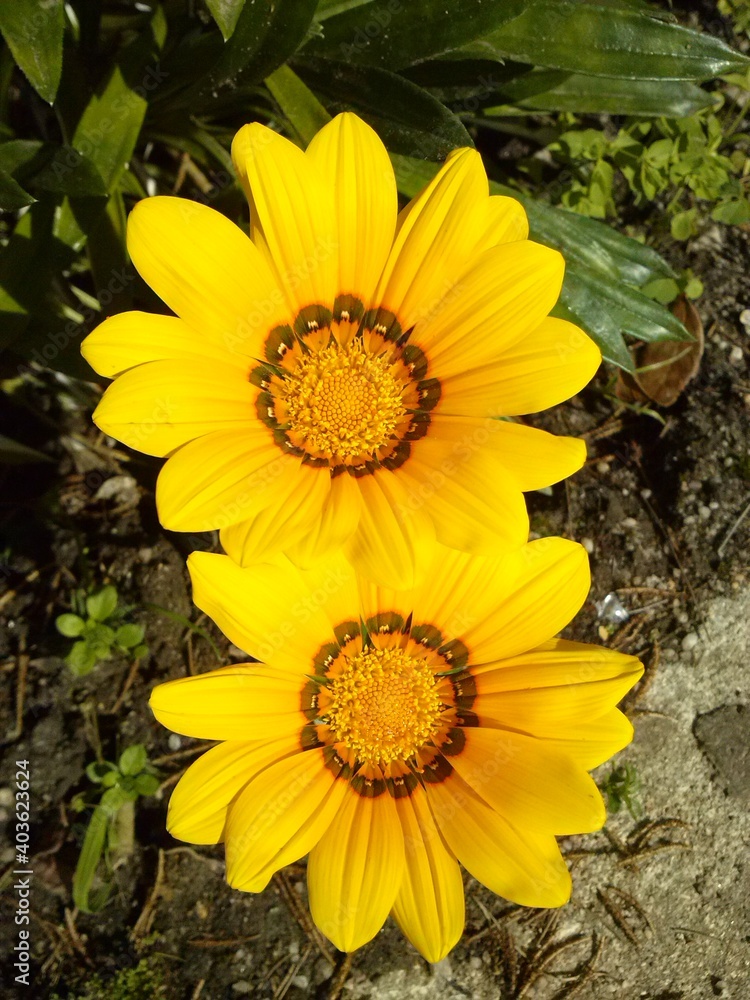Two bright yellow flowers in a garden under direct sunlight Two bright yellow flowers in a garden under direct sunlight