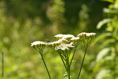 Insects walks on white flowers on meadow