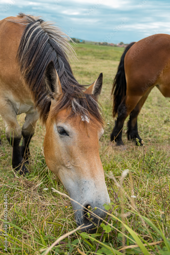 Fototapeta premium Spanish horses grazing in the open air field.