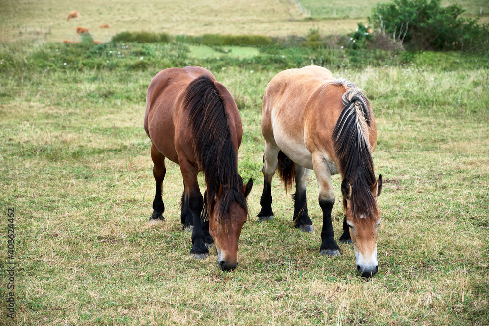 Spanish horses grazing in the open air field. Spanish horses grazing in the open air field.