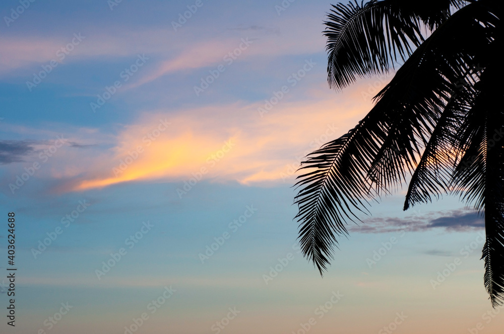Palm leaf with sunset sky with cloud.