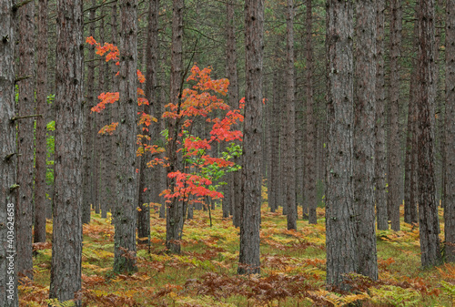 Landscape of autumn maple in pine woodland, Hiawatha National Forest, Michigan’s Upper Peninsula, USA photo