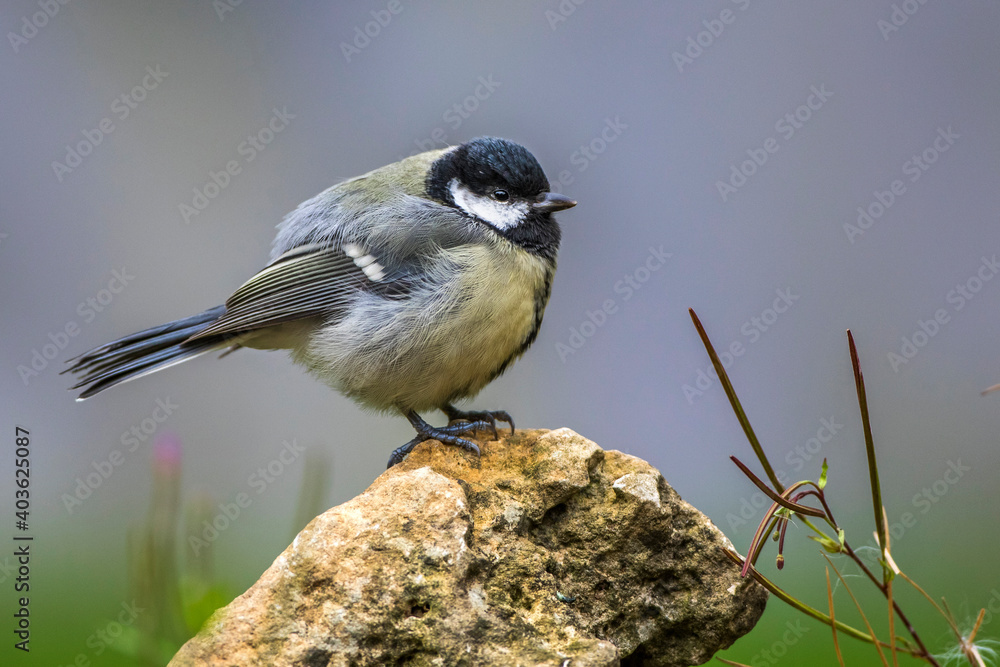 Naklejka premium Kohlmeise (parus major)