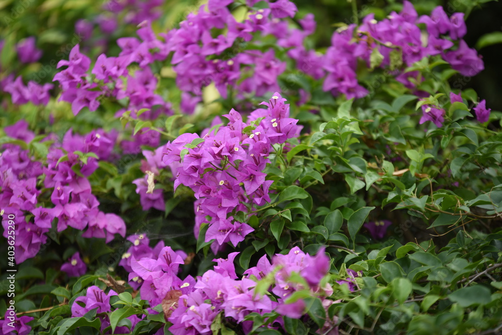 Close up colorful flower bed in a park