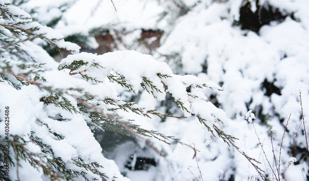 Christmas banner with spruce tree in snow and blurry background with space for text. Spruce branches are covered with soft white freshly fallen snow, beautiful winter nature in forest.