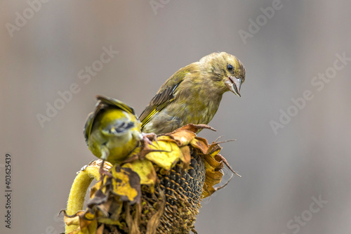 Grünfink (Carduelis chloris) photo