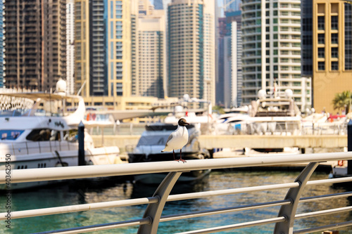 Seagull sit on a parapet on the Bay embankment, the Dubai Marina © SERGEY