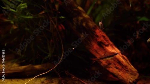 adult pencilfish, easy to keep dwarf characin pet in biotope design aquarium, dim light with brown tannin stained low pH water, popular blackwater fish native to Rio Negro