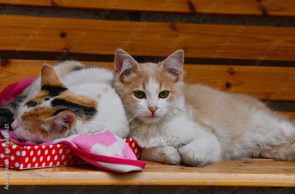 Säugetiere - Zwei schlafende Hauskatzen (Felis catus) auf einer Holzbank