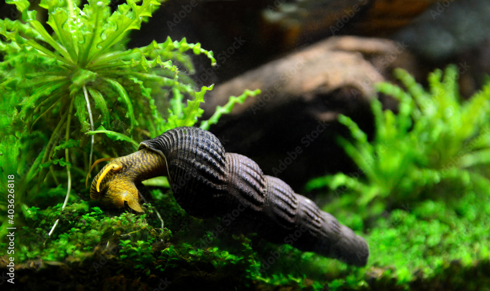 Aquatic snail Tylomelania in an aquarium. Aquatic snail Tylomelania in an aquarium.