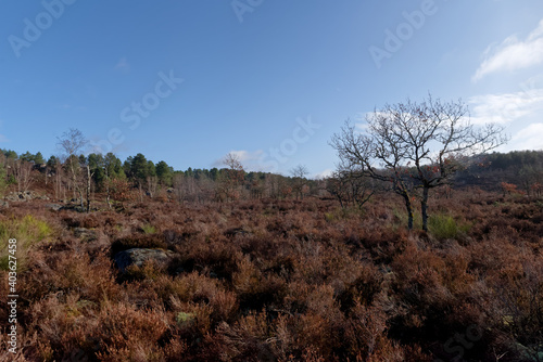 heather moor in Fontainebleau forest