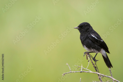 Pied Stonechat, Saxicola caprea rossorum