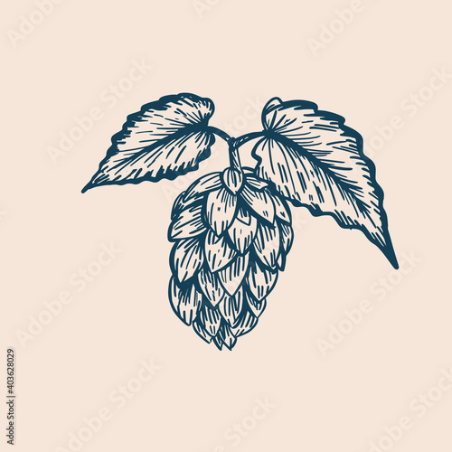Hop cones and leaves. Vintage engraving style isolated on white. vector illustration.
