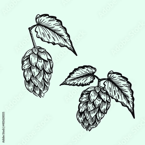 Hop cones and leaves. Vintage engraving style isolated on white. vector illustration.
