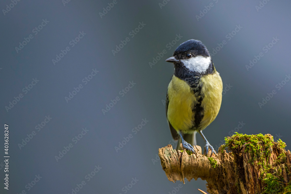 Naklejka premium Kohlmeise (parus major)