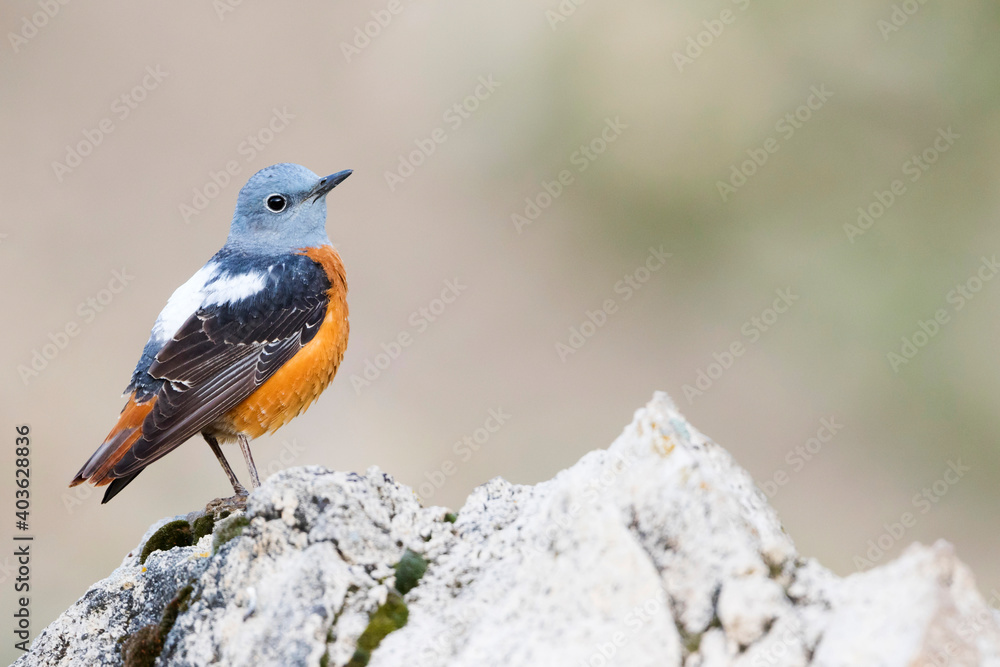 Common Rock Thrush, Monticola saxatilis Common Rock Thrush, Monticola saxatilis
