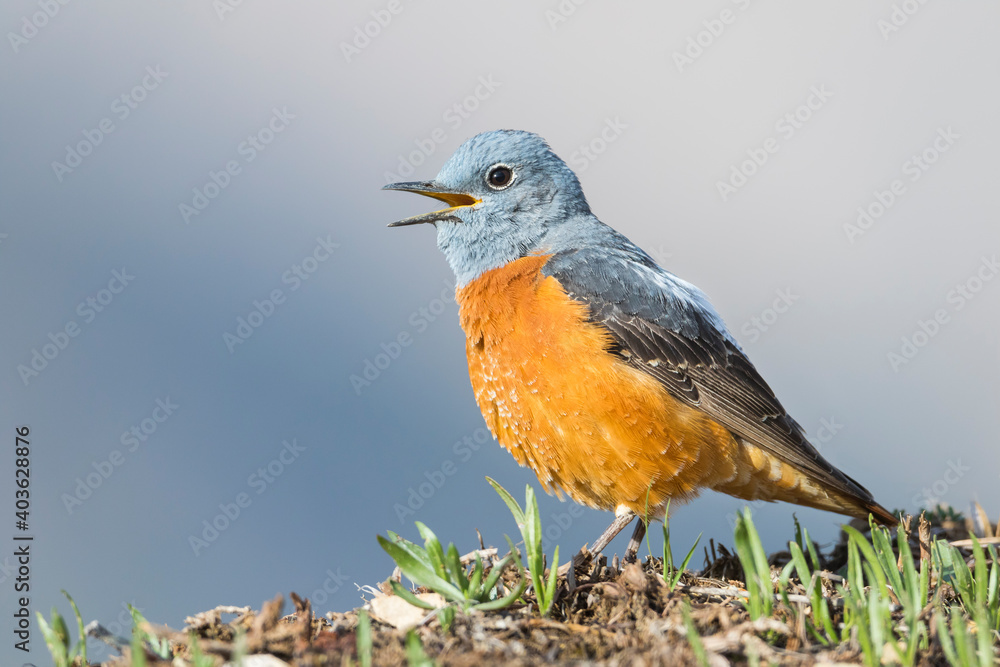 Common Rock Thrush (Monticola saxatilis Common Rock Thrush (Monticola saxatilis
